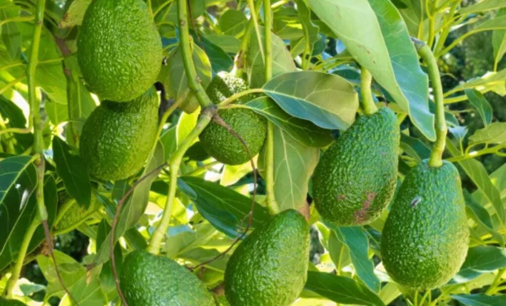 Cultivo de aguacates en La Palma