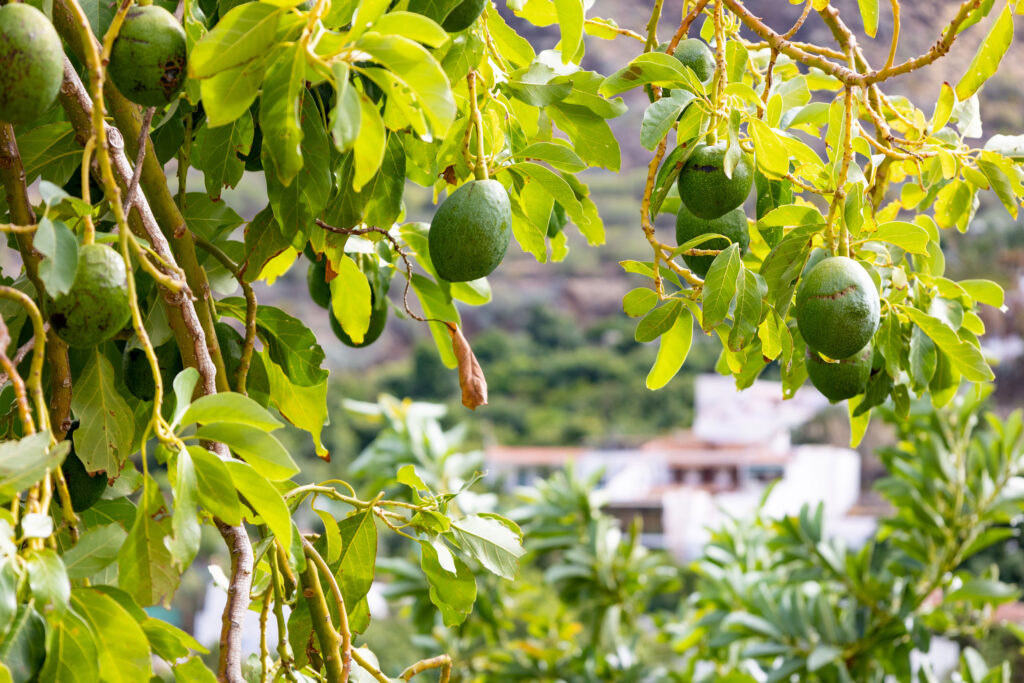 Aguacates en La Palma