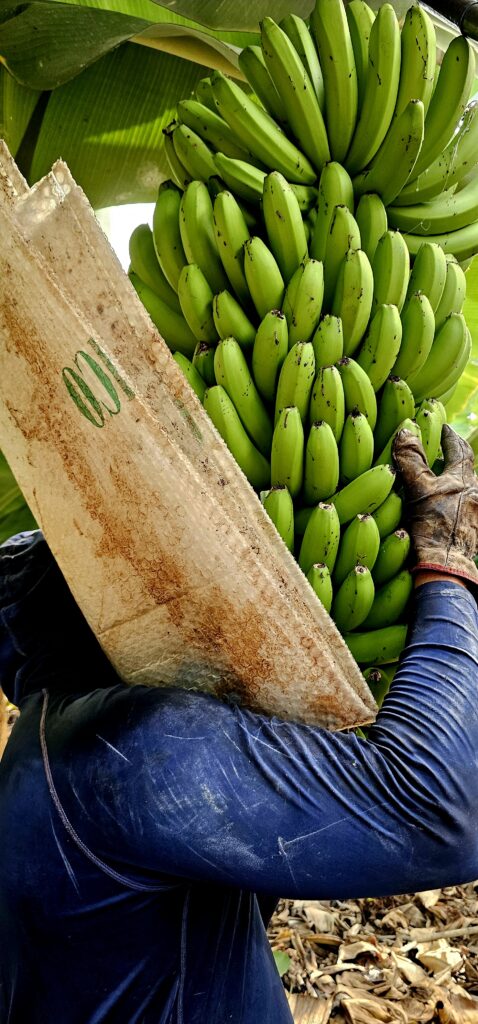 Oliver Sicilia Medianero en La Palma