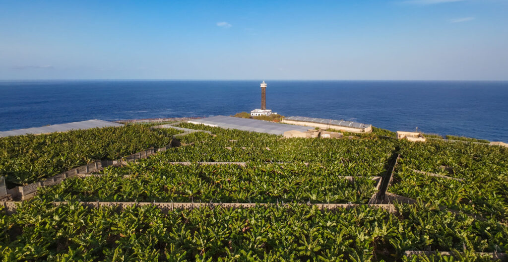 Fincas de plátanos en La Palma